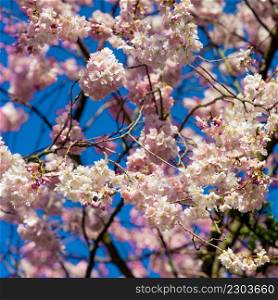 Beautiful cherry blossom sakura in spring. Almond pink flowers