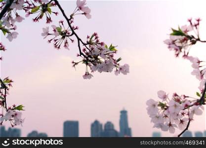 Beautiful cherry blossom sakura in spring time on cityscape background