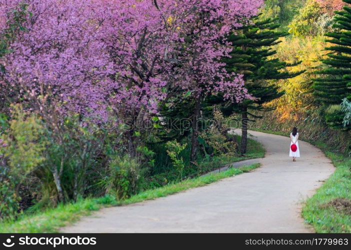 Beautiful cherry blossoms in full bloom pathway in Khun Wang Chiang Mai, Thailand.. cherry blossoms in full bloom