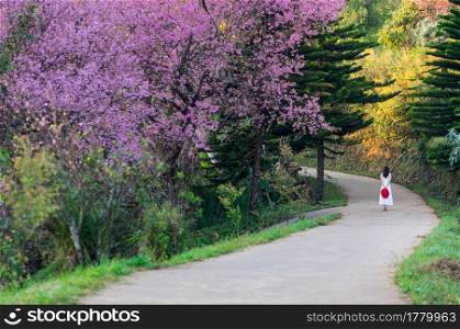 Beautiful cherry blossoms in full bloom pathway in Khun Wang Chiang Mai, Thailand.. cherry blossoms in full bloom