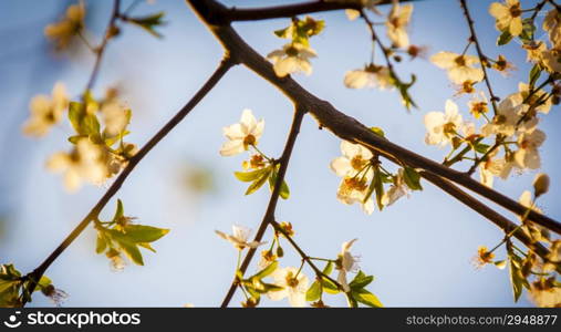 Beautiful cherry blossoms in late afternoon sunlight