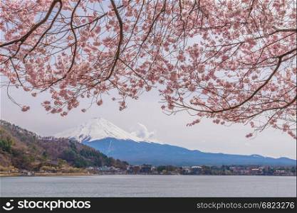 Beautiful cherry blossoms in spring with Mount Fuji, japan