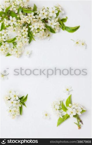 beautiful cherry blossoms on the branches on a white background