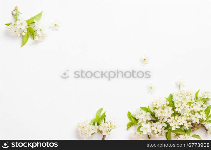 beautiful cherry blossoms on the branches on a white background