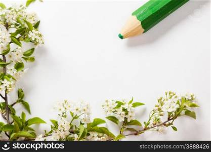 beautiful cherry blossoms on the branches on a white background with green pencil