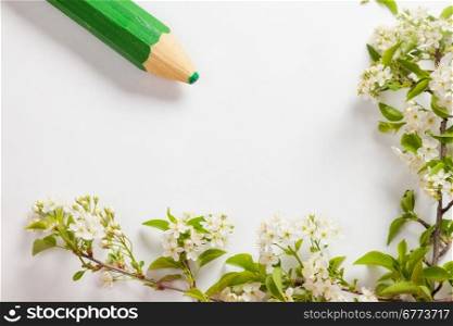beautiful cherry blossoms on the branches on a white background with green pencil