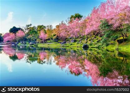 Beautiful cherry blossoms trees blooming in spring.