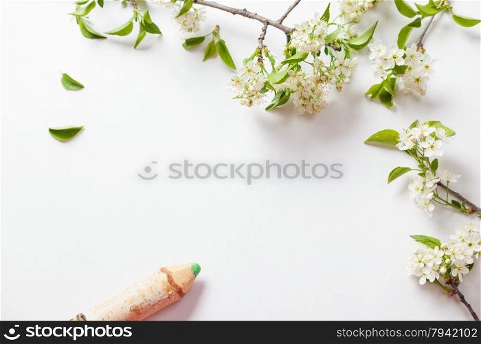 beautiful cherry blossoms with birch pencil. background