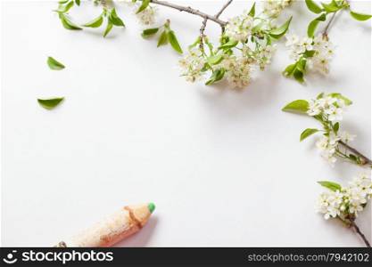 beautiful cherry blossoms with birch pencil. background