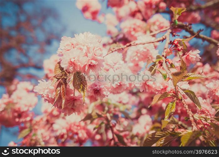 Beautiful cherry in spring time