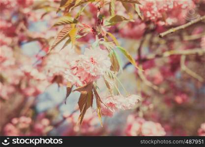 Beautiful cherry in spring time