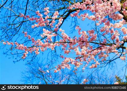 Beautiful cherry landscape. spring sakura pink flower