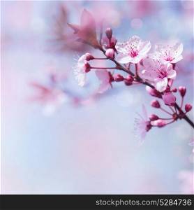 Beautiful cherry tree blooming border on blue soft focus background, tender springtime nature, blossom in japanese garden