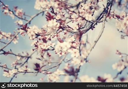 Beautiful cherry tree blossom, little gentle white flowers over blue sky background, beauty of spring nature, tender romantic floral greeting card