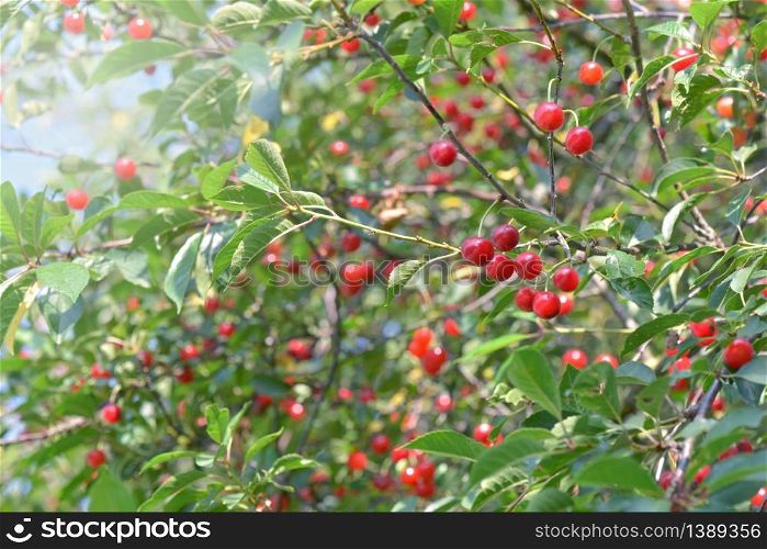 beautiful cherry tree full of red ripe fruits in foliage . beautiful cherry tree full of red ripe fruits in foliage