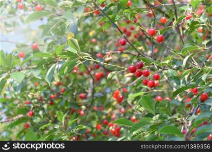 beautiful cherry tree full of red ripe fruits in foliage . beautiful cherry tree full of red ripe fruits in foliage
