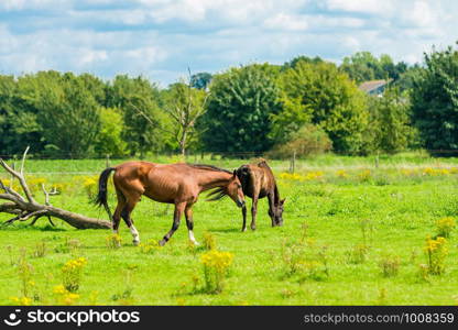 Beautiful chestnut horses on a farm