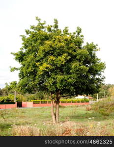 Beautiful chestnut in a field with leafy branches