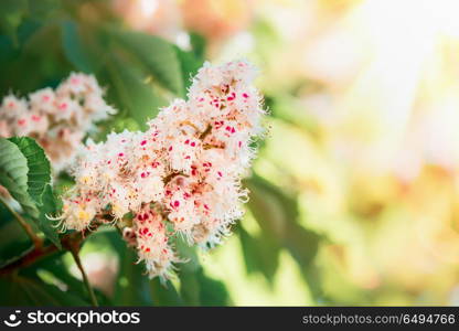 Beautiful chestnuts blossom with big pink flowers, springtime nature background