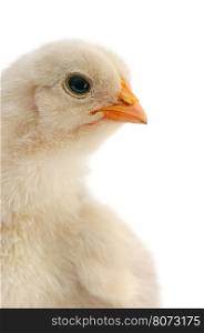 beautiful chicken isolated on white
