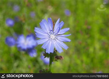 Beautiful chicory field in spring time
