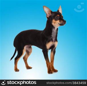 Beautiful chihuahua dog on blue background