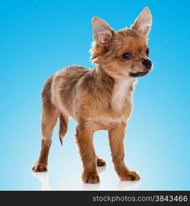 Beautiful chihuahua dog on blue background