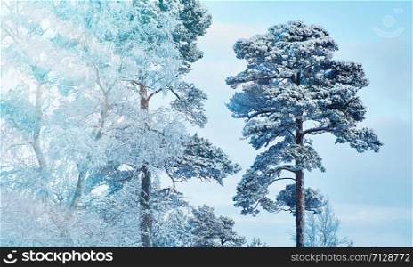 Beautiful Christmas landscape? winter landscape with the pine forest