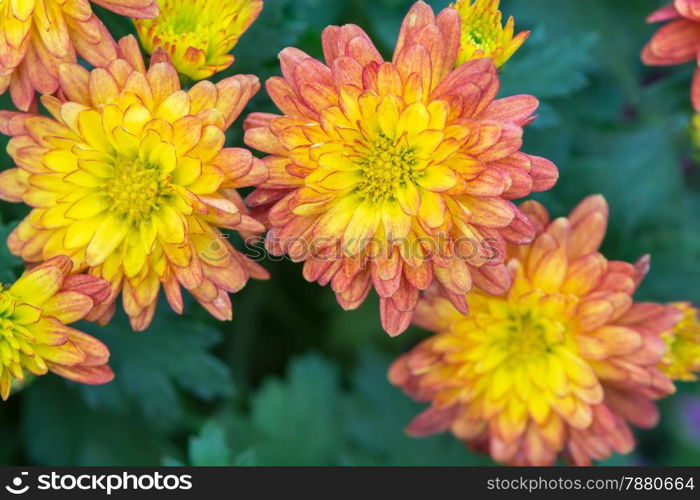 Beautiful Chrysanthemum flower in field garden