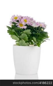 Beautiful Chrysanthemum flowers in a whtie flowerpot on white background.