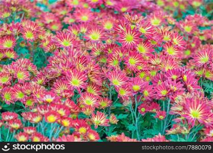 Beautiful Chrysanthemums flower in field garden