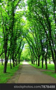 Beautiful city park with pathes and green trees