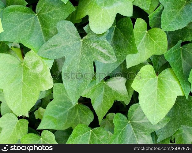 Beautiful climbing plant with many green leaves