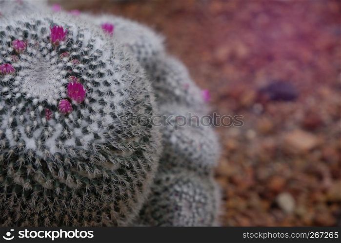 Beautiful close-up blooming pink flower of green cactus in desert