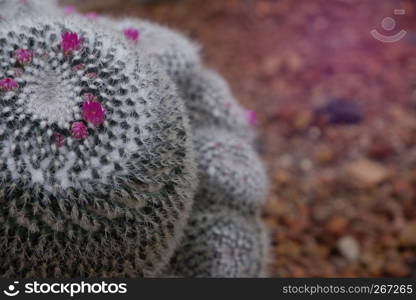 Beautiful close-up blooming pink flower of green cactus in desert