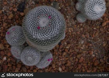 Beautiful close-up blooming pink flower of green cactus in desert