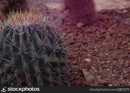 Beautiful close-up green cactus in desert