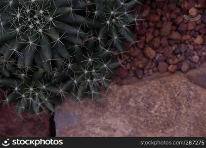 Beautiful close-up green cactus in desert