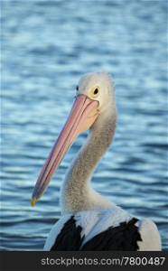 beautiful close up image of pelican in front of blue water. pelican