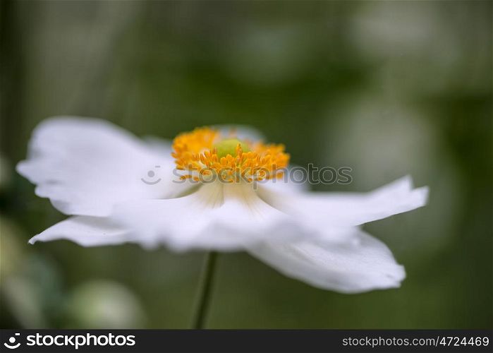 Beautiful close up image of white anemone flower in Summer
