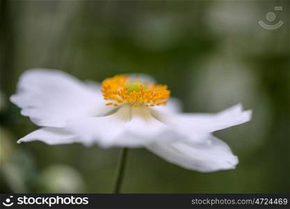 Beautiful close up image of white anemone flower in Summer