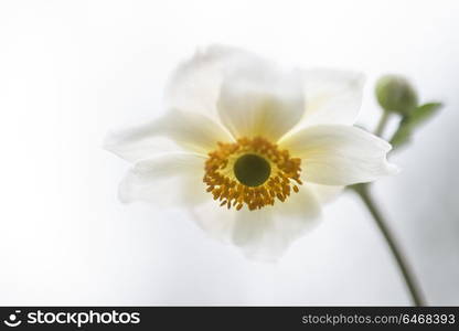 Beautiful close up image of white anemone flower in Summer