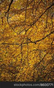 Beautiful close up landscape image of golden beech tree in full color during Autumn