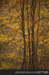 Beautiful close up landscape image of golden beech tree in full color during Autumn
