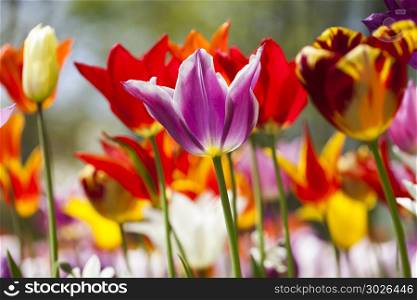 Beautiful close up macro tulip. Tulips in spring,colourful tulip
