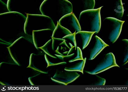 Beautiful close-up of a flowering Green Victoria Agave Cactus. at chiang mai Thailand