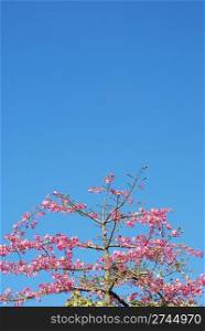 beautiful close up of a pink weigela tree with blue sky background
