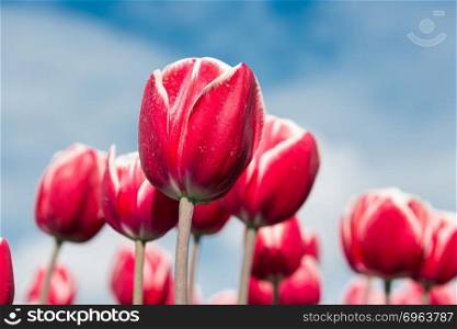 Beautiful close-up of red tulips photographed with selective focus