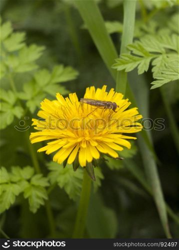 beautiful close up of yellow dandelion summer flower bloom with fly on top; essex; england; uk