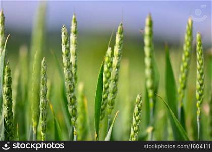 Beautiful close-up of young green corn. Colorful nature background.